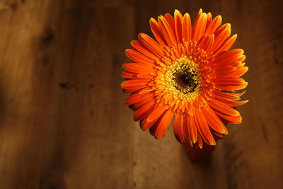 Close-up of sunflower