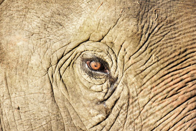 Poor eyes of stray elephant asking for food.