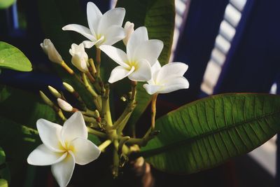 Close-up of white flowering plant