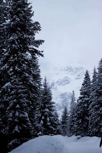 Trees against sky during winter