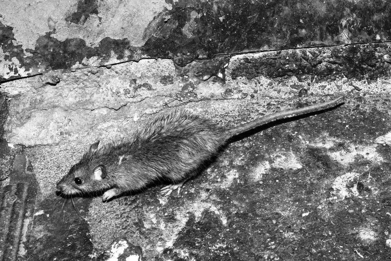 animal, animal themes, animal wildlife, one animal, animals in the wild, vertebrate, mammal, rodent, no people, nature, day, high angle view, underwater, water, rat, rock, rock - object, outdoors, marine