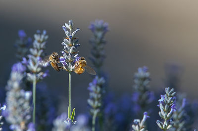 Close-up of bee pollinating on purple flower