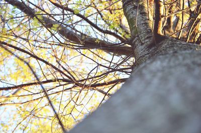 Low angle view of trees