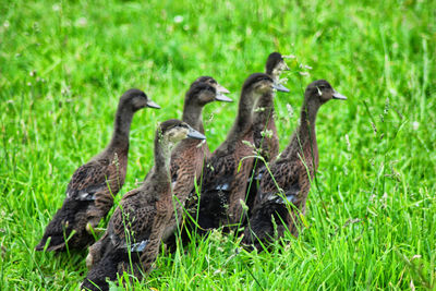 Ducks on a field