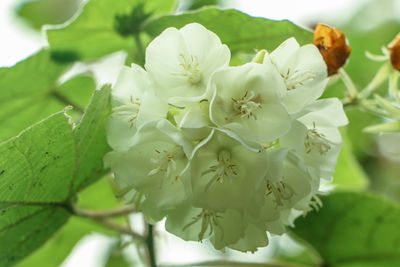 Close-up of white flowers growing on tree
