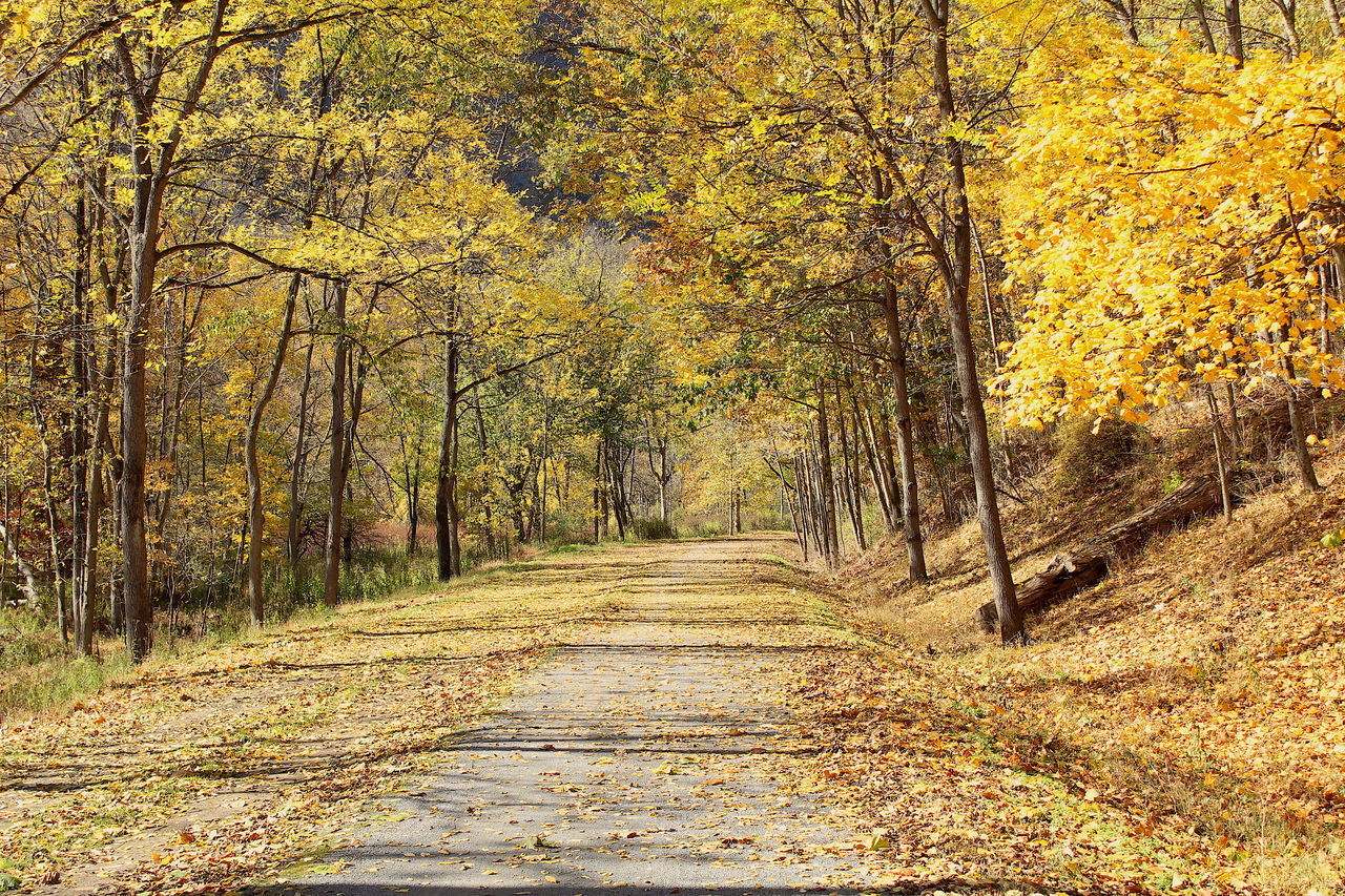 FOOTPATH AMIDST TREES IN FOREST