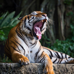 Close-up of a cat yawning