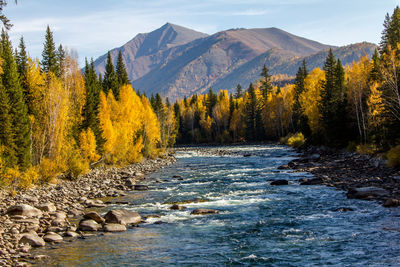 Scenic view of trees in forest against sky