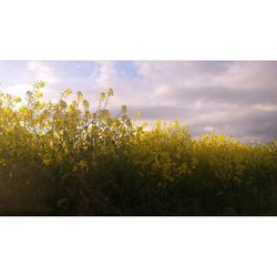 Yellow flowers growing in field