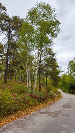 Road amidst trees against sky