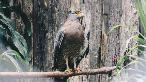 View of birds perching on tree trunk