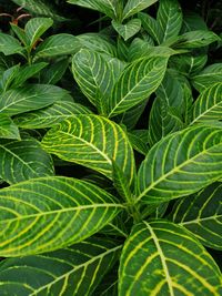 Full frame shot of green leaves