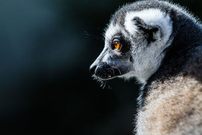 Profile view of lemur looking away