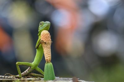 Close-up of lizard on plant