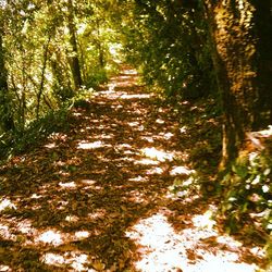 Footpath in forest