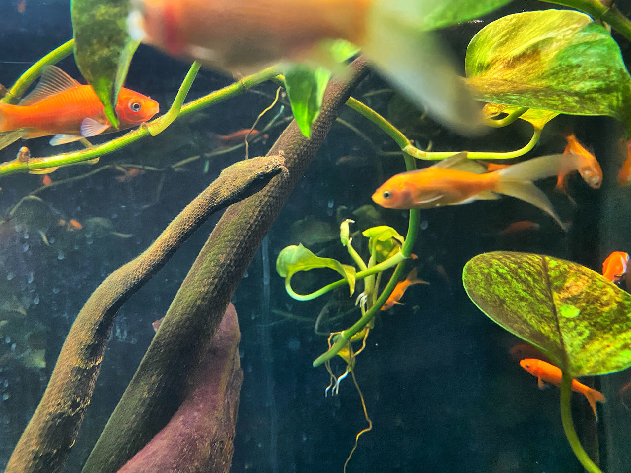 CLOSE-UP OF FISH UNDERWATER