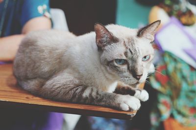 Close-up of cat looking at camera