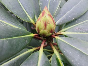 Close-up of plant