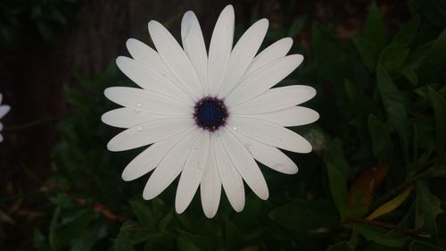 Close-up of white flower blooming outdoors