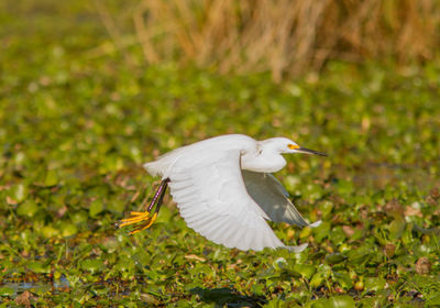 White bird flying over a field