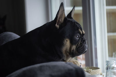 Close-up of a dog looking away