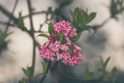 Close-up of pink flowering plant