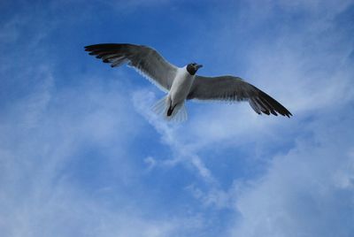 Low angle view of seagull flying