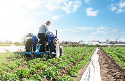 A farmer drives a tractor across the potato plantation field. improving quality of ground 