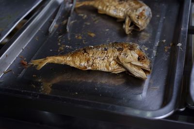 Close-up of fish in plate