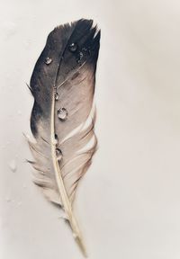 High angle view of feather on table