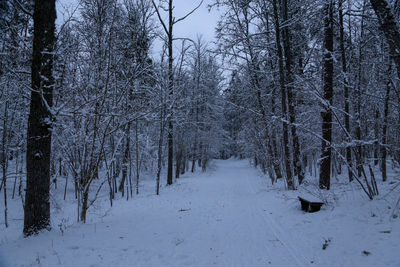 Bare trees on snow covered land