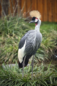 Close-up of a bird on field