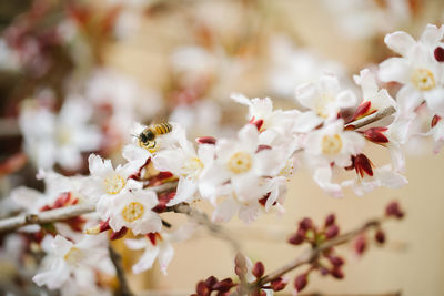 Bees are pollinating the blooming and beautiful cherry blossoms.