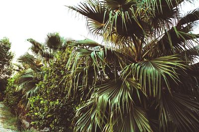 Low angle view of palm trees