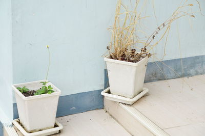 Close-up of potted plant