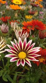 High angle view of fresh flowers blooming in garden