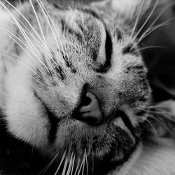 Close-up of cat sleeping