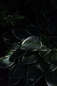 Full frame shot of plant