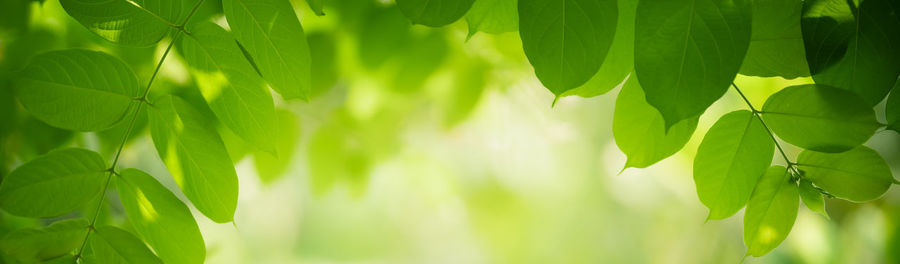 Close-up of fresh green leaves