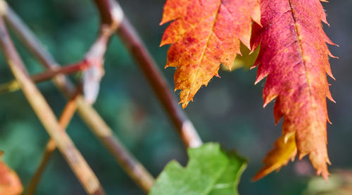 Close-up of orange maple leaves