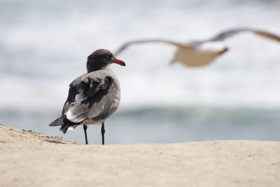 Close-up of seagull perching on beach