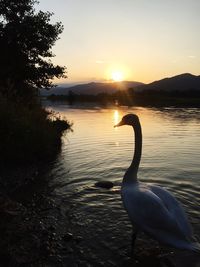 Swan in lake against sky during sunset