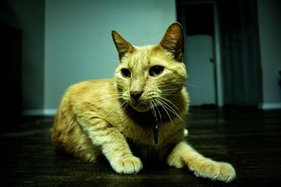 Portrait of ginger cat at home