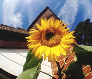 Low angle view of sunflower against sky