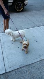 Dog standing on road