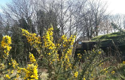 Yellow flowers growing on field