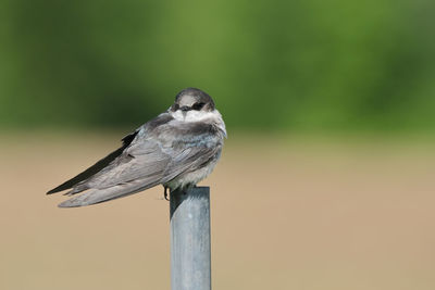 Swallow perched