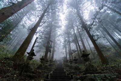 Low angle view of trees in forest