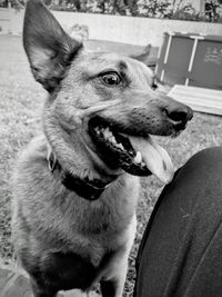 Close-up of dog looking at camera