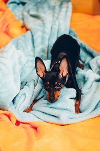 Portrait of dog relaxing on bed at home